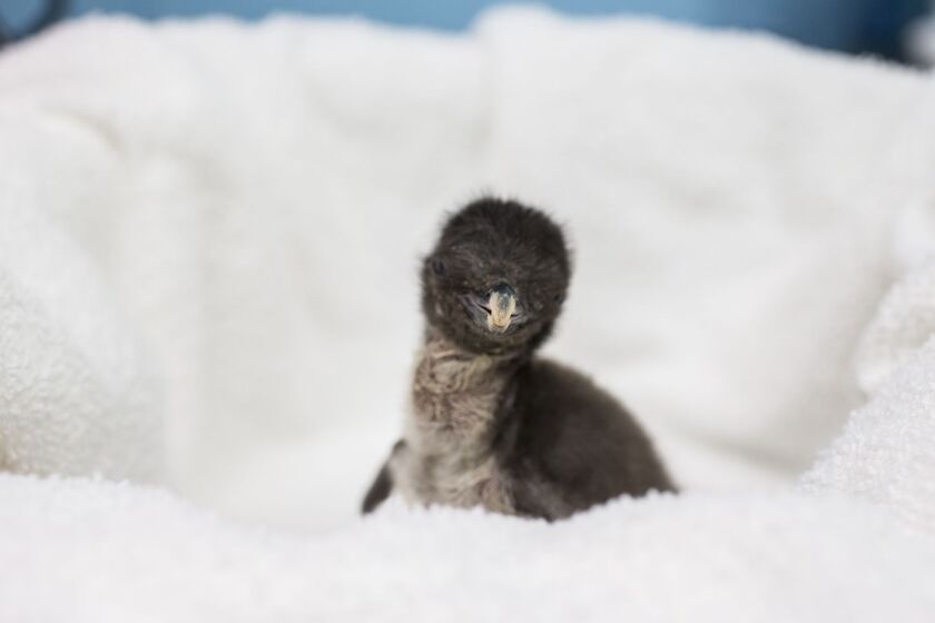 Rockhopper_Penguin_Chick_D75Q1969_600x400.jpg