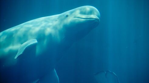 One of the Shedd Aquarium's newest arrivals checks out their surroundings. In all, four beluga whales were brought to the facility from Canada. Their old home was at Marineland, a now-shuttered tourist attraction.