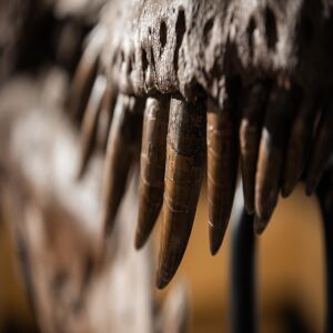 FIELDMUSEUM_031121_7.jpg