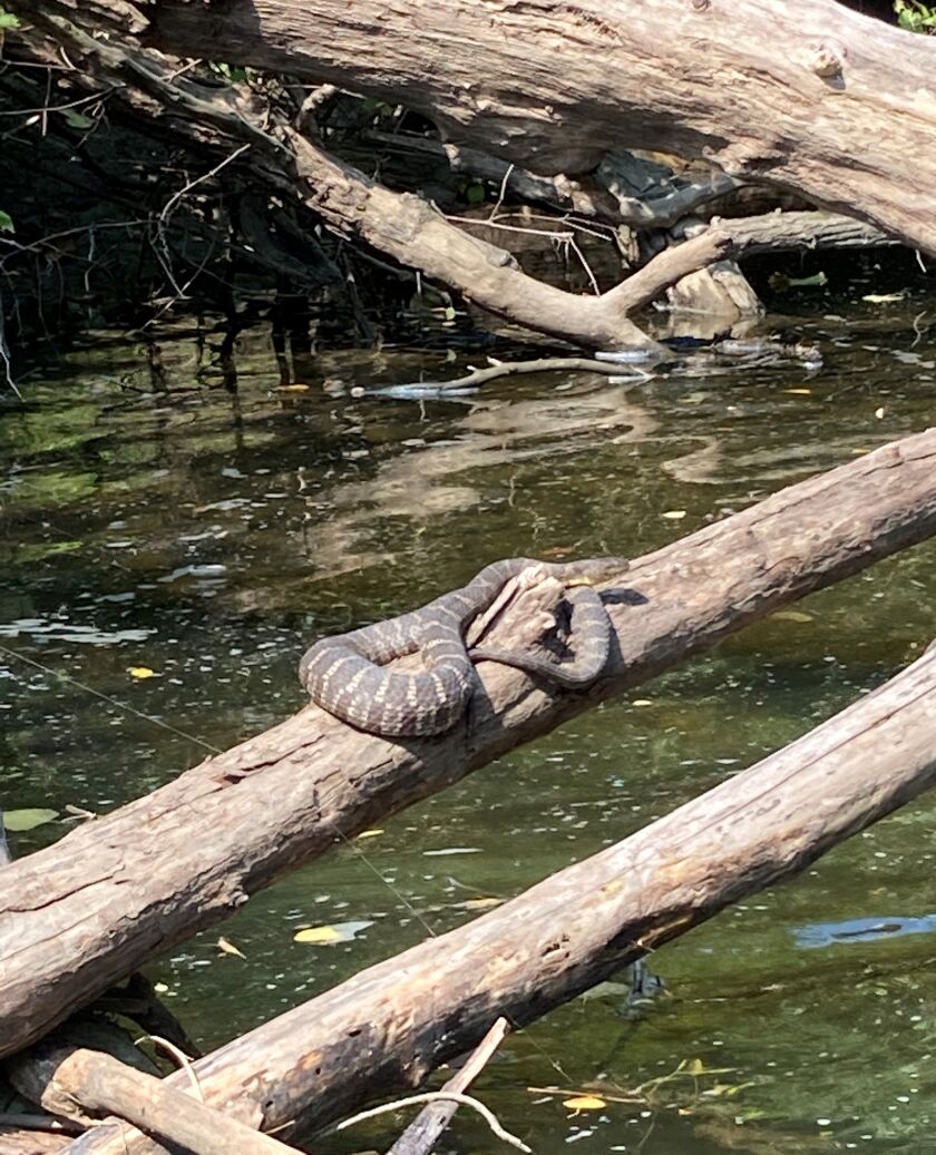 A watersnake warming on a log. Provided by Ken “Husker” O’Malley