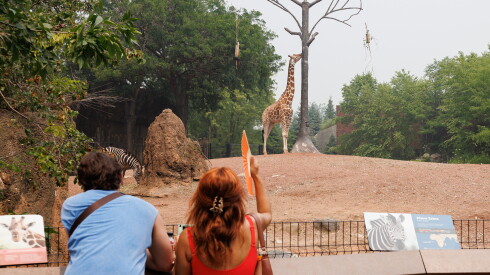 A giraffe grazes as a visitor fans herself at the Lincoln Park Zoo in Lincoln Park, Thursday, July 16, 2026.