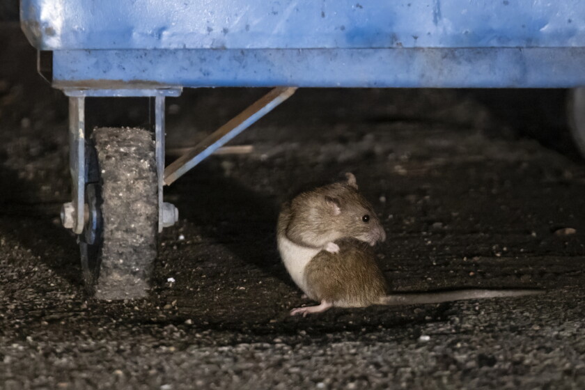 Iowa City Rack Rats Rat birth control pilot program coming to Lincoln Park - Chicago Sun-Times