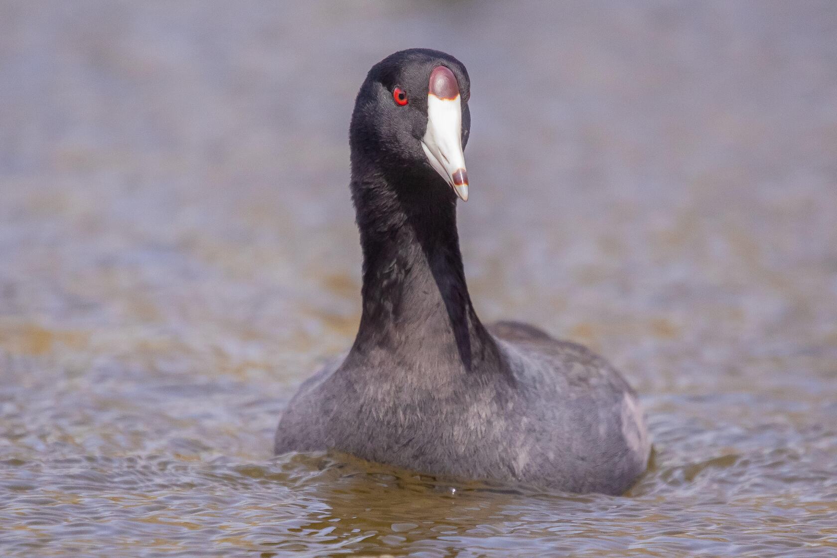 Chicago outdoors: Making a coot look good and enjoying/teaching ...