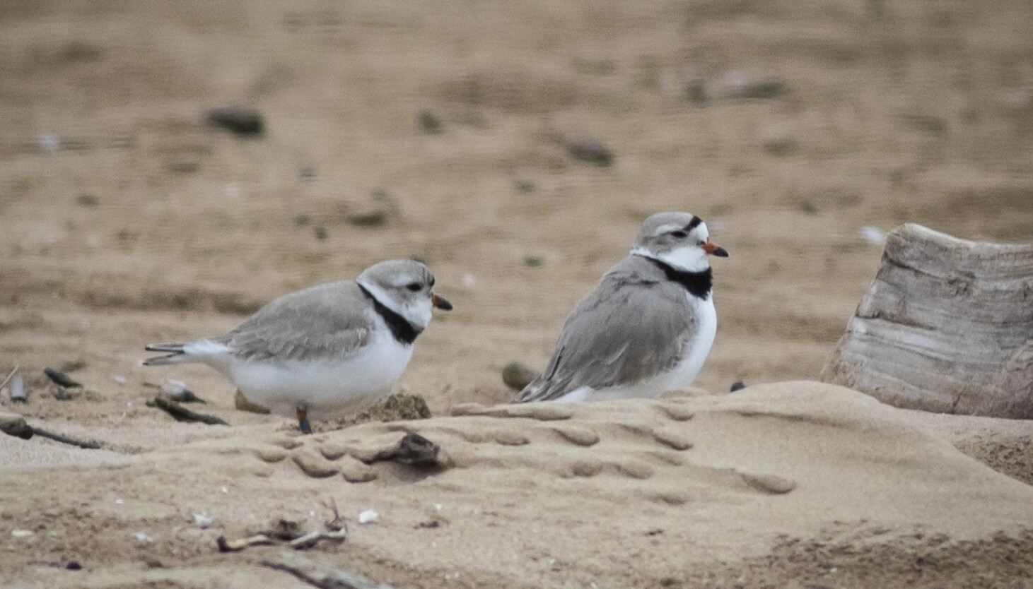 Park District names wildlife area after piping plover couple, ensuring Monty and Rose live on in history - Vimarsana News
