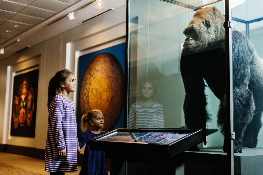 The taxidermy remains of Bushman, a western lowland gorilla who died in 1951 at Lincoln Park Zoo, stand guard at the Field Museum’s east entrance.