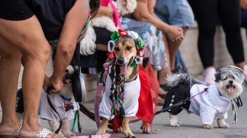 Luna, a dog dressed in the color scheme of a Mexican flag, stands on the street during the 20th annual Mexican Independence Day Parade in the Pilsen neighborhood, Saturday afternoon, Sept. 10, 2022.