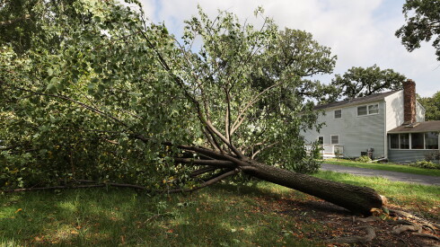 A downed tree after powerful storms in a yard in Mokena, Illinois, on Aug. 11, 2026.