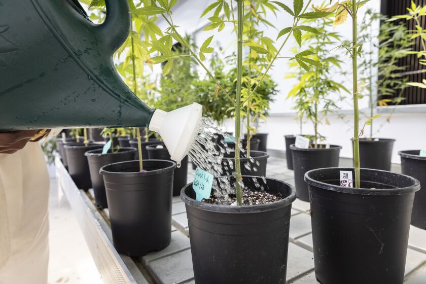 Akilan Eastern, Dean of Urban Agriculture, waters hemp plants at Olive Harvey College's greenhouse.