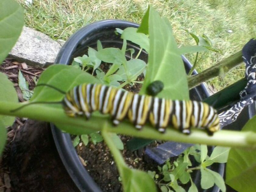 Monarch caterpillar on a swamp milkweed. Credit: John Vukmirovich