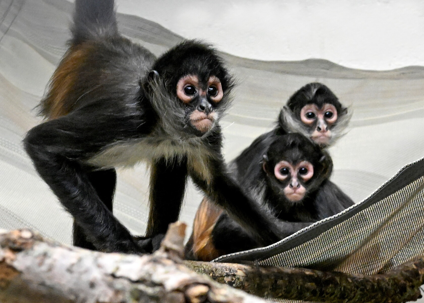 Webbed Monkey Endangered spider monkeys settle in at Brookfield Zoo Chicago after ...
