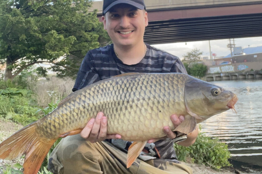 Sun Carp Finding meaning in fishing big carp in the Chicago River - Chicago Sun ...
