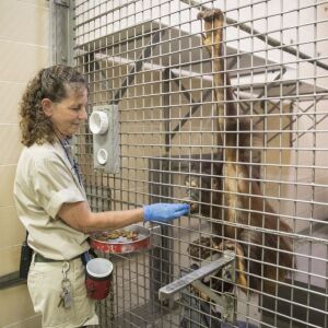 Nava Greenblatt feeds and trains Kecil, a 4-year-old orangutan. | Ashlee Rezin/Sun-Times