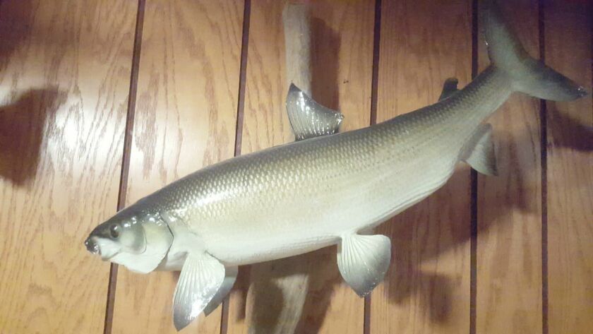 Mount of Ken Maggiore’s Illinois-record whitefish.<br>Credit: For the Sun-Times