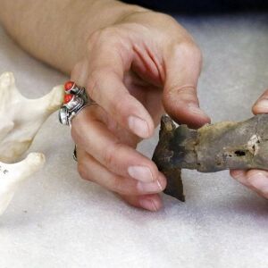 A mandible extracted from one of the graves unearthed. | AP/Rogelio V. Solis