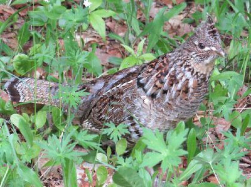 Ruffed Grouse in Wisconsin.<br>Provided/Kevin Feind