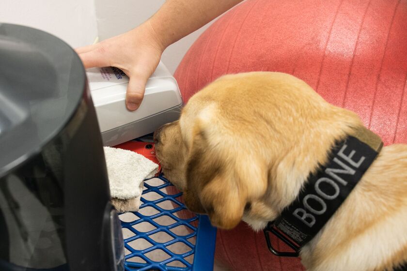 New K-9 Electronics for the Cook County Sheriff's Office Has a Nose for Crime Boone found a planted phone under a hand sanitizer dispenser during a demonstration with his handler, Children's Internet Crimes Unit Investigator Daniel Codd, at the Cook County Sheriff's Office in Maywood.