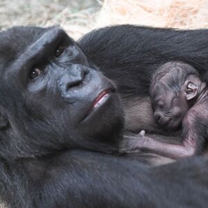 Western lowland gorilla Koola cradles her newborn infant at the Brookfield Zoo. | Jim Schulz/Chicago Zoological Society