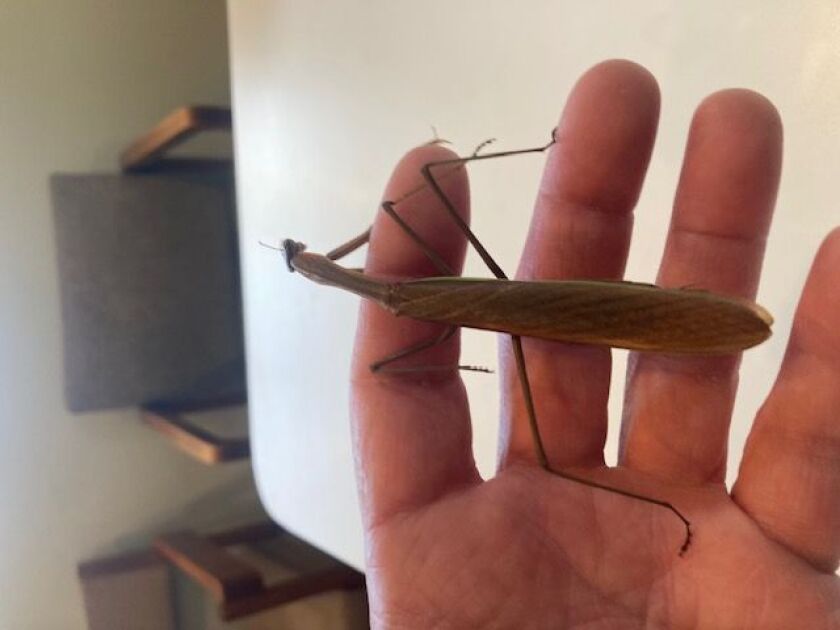 A mantis making an office visit in Chicago, expanding the meaning of Chicago outdoors. Credit: Robert Kuta