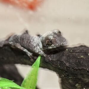 Henkel’s leaf-tailed gecko hatchling. | Lincoln Park Zoo