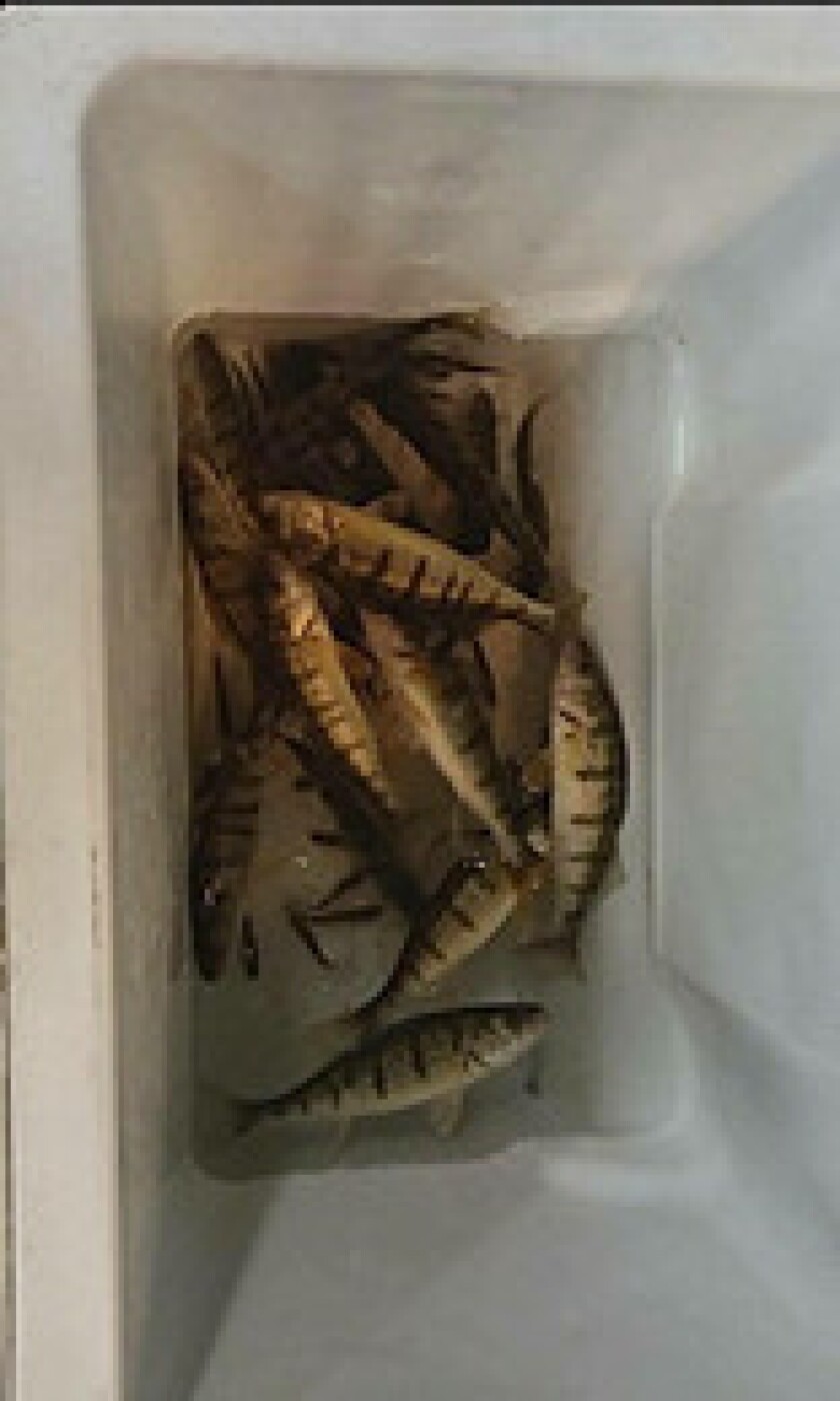 Chicago River perch. Photo provided by Jeffrey Williams