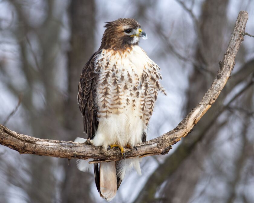 The full-size red-tailed hawk. Credit: Mark Kasick