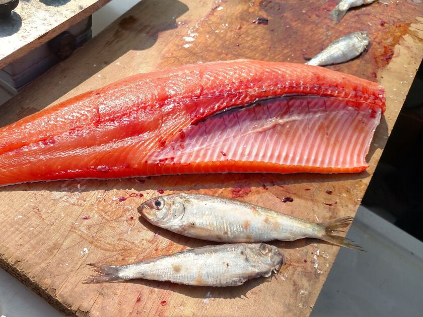 Alewives are the main food wanted by Chinook on Lake Michigan. Credit: Dale Bowman