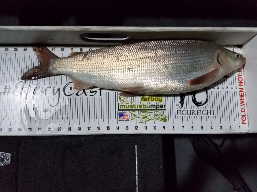 Alexander Ciesielski’s Indiana record whitefish on a bumpboard.<br>Credit: Courtesy Indiana DNR