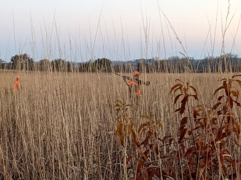 Hunters are barely visible working the cover at the Steward Pheasant Habitat Area. Credit: Dale Bowman