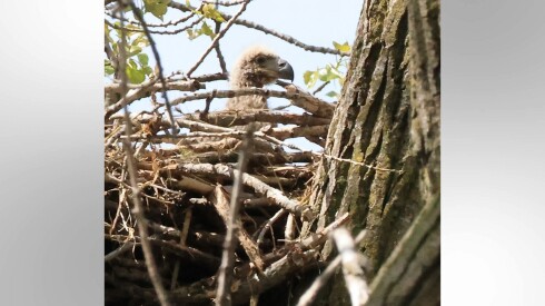 An eaglet has been born in the Chicago city limits, the Chicago Park District announced Wednesday, May 6, 2026. The bird hatched at a nest at Park 597, also known as SEPA Station #1, near the Calumet River on the border of Hegewisch and South Deering, according to the Park District.