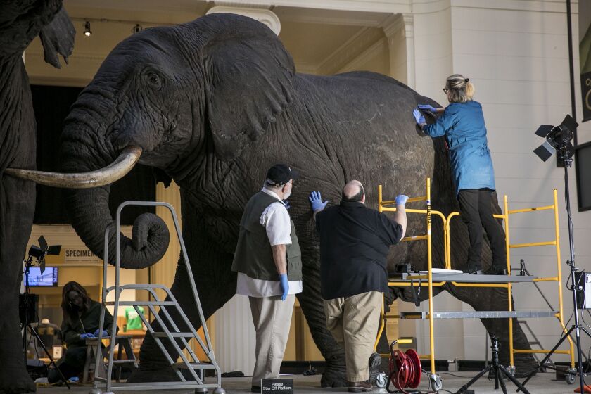 George Dante (center), taxidermist and founder of Wildlife Preservations, is a member of the team assessing the Fighting African Elephants by taxidermist Carl Akeley at The Field Museum. | Ashlee Rezin/Sun-Times