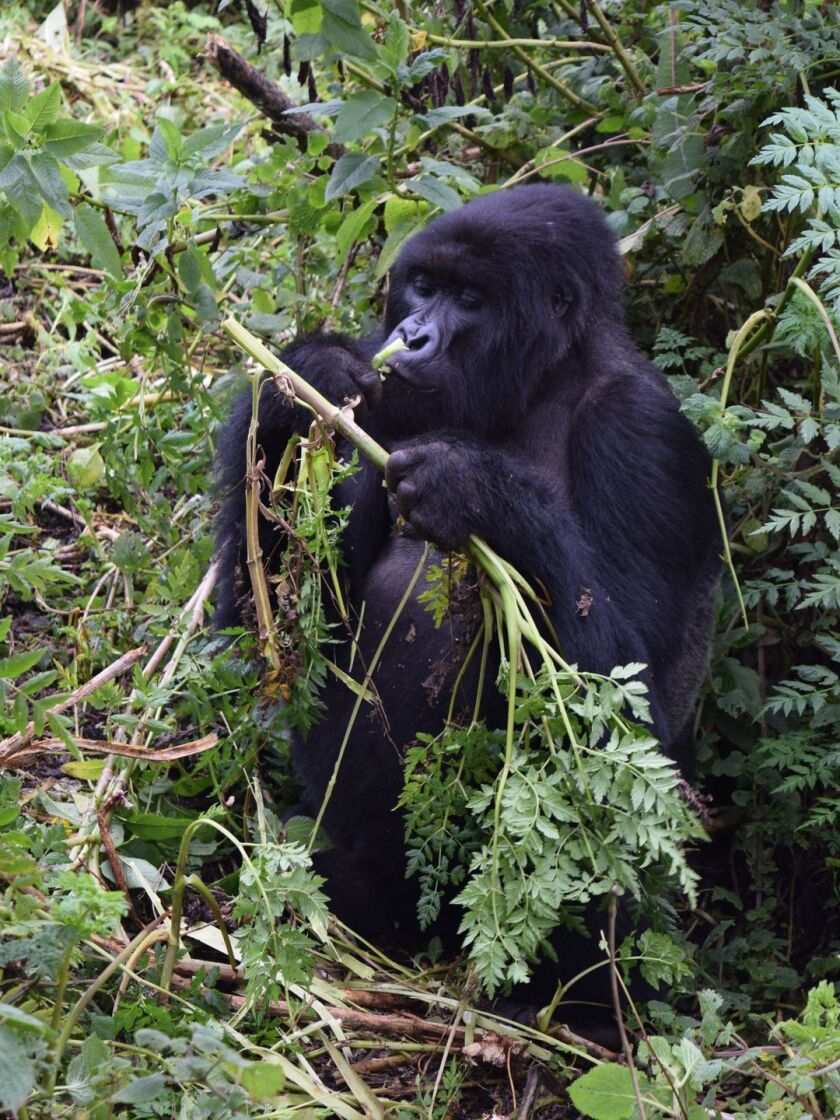 It takes a lot of veggies to keep the world’s largest great apes full, and mountain gorillas spend a lot of time eating. | Larry Olmsted for USA TODAY