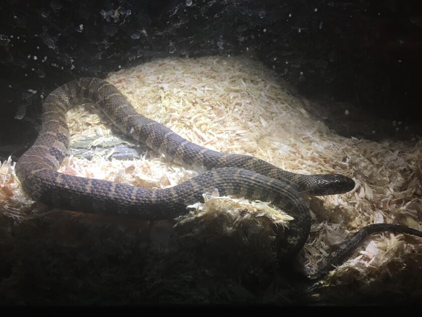 The surprise of a snake on the Chicago River. Provided by Jeffrey Williams