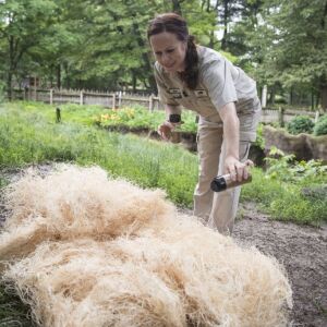 Dara Kelly cleans the yard for the African painted dogs and places enrichment in their habitat. | Ashlee Rezin/Sun-Times