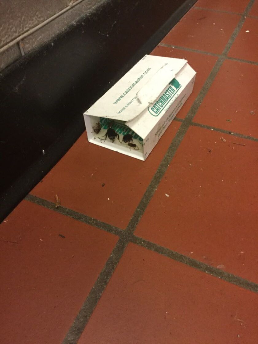 Urban Prep Academy’s Bronzeville Campus failed pest and bathroom categories during its CPS “blitz” inspection on December 12, 2017. The Bronzeville campus, 521 E 35th St, was one of about 125 schools that were inspected after a rat infestation was discove