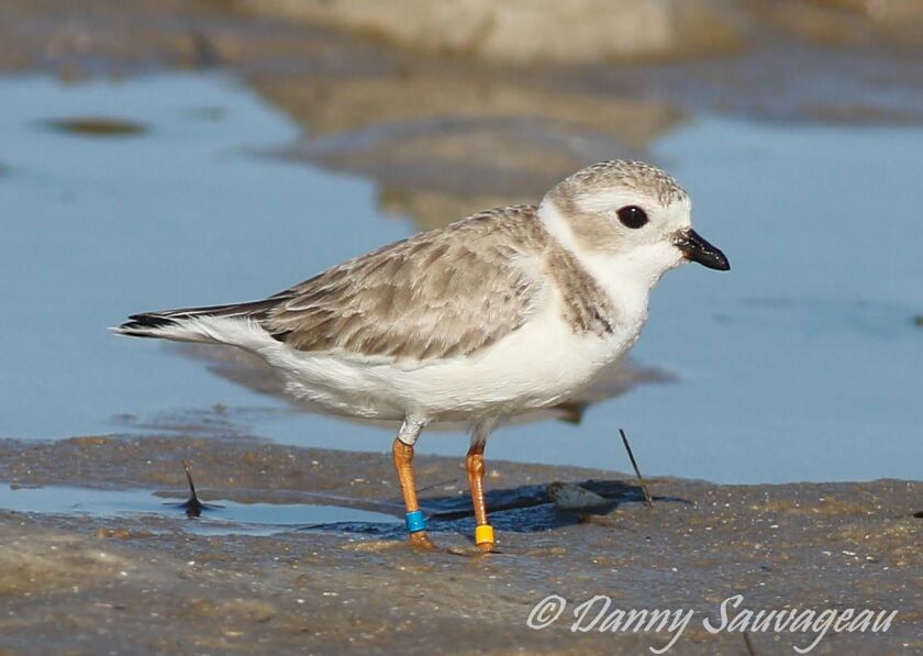 Rose the Piping Plover in Florida