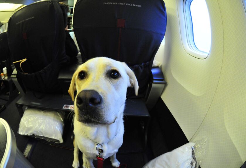 A purported service dog travels first class. | THINKSTOCK.COM