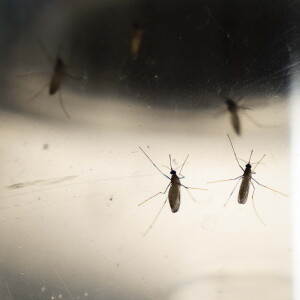 MOSQUITOES_260714_15.jpg