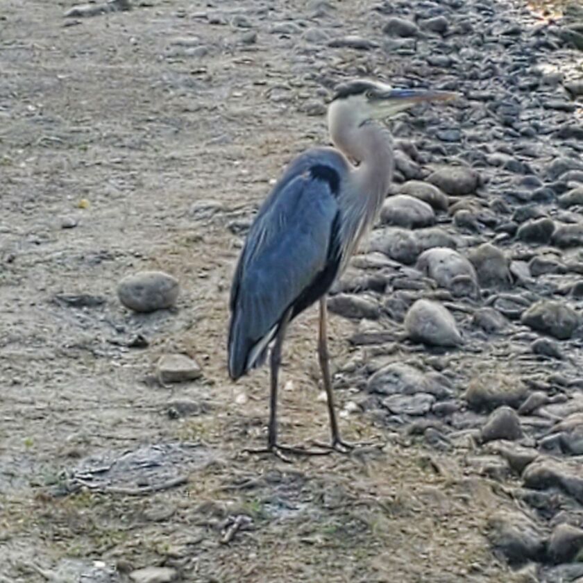 A blue heron fishing near Brian Athern in the suburbs. Credit: Brian Athern