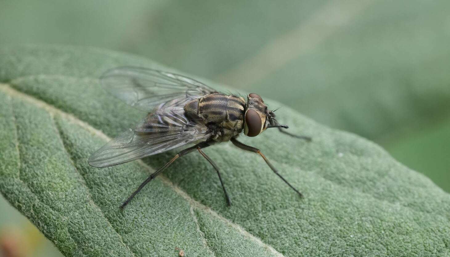Have you been swarmed by biting flies? Why they're 'no joke' - Chicago Sun-Times
