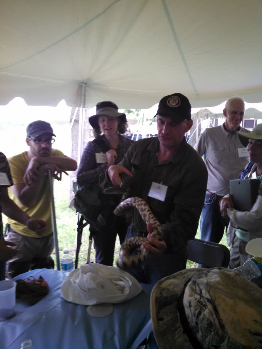 bioblitz06_13_15tomantonbullsnake_450x600.jpg