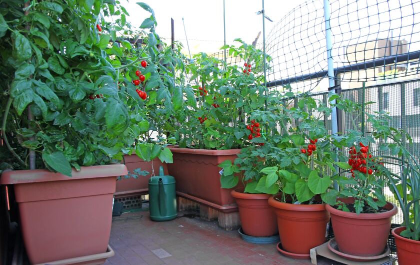 Potted tomato plants are ideal for balconies, terraces or porches.