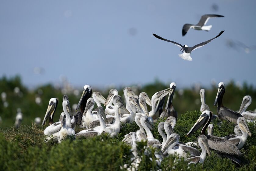 Young brown pelicans sit in their nest as terns fly overhead on Raccoon Island.