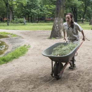 Dara Kelly cleans and puts hay in the giraffes’ yard. | Ashlee Rezin/Sun-Times