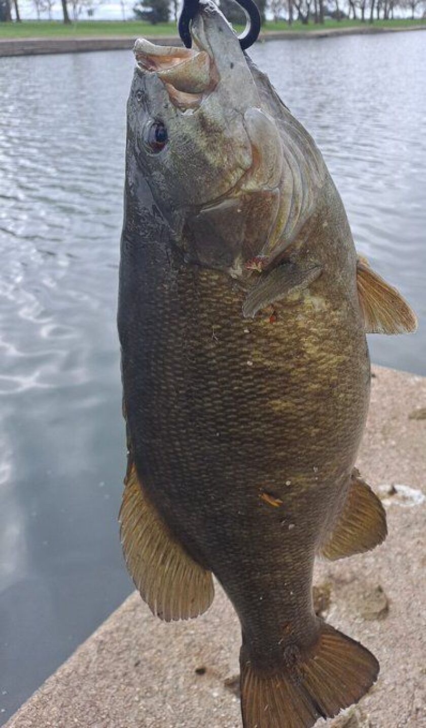 Lakefront smallmouth bass. Tweeted by Edweirdo