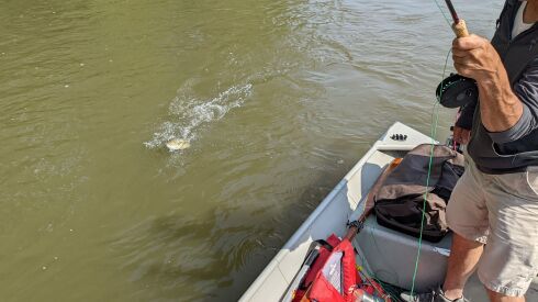 Matt Mullady boats a smallmouth bass he caught on the Kankakee River in full sun on his own hand-tied white streamer. Credit: Dale Bowman