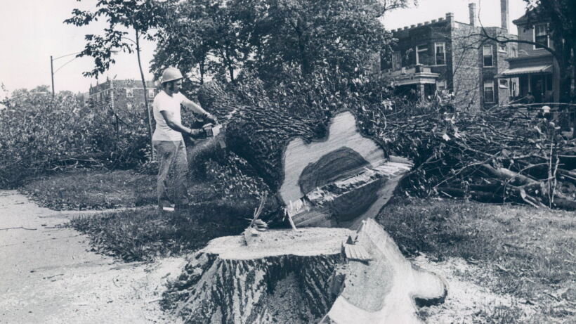 Chicago Trees Exploding Are healthy Chicago trees getting the ax? - WBEZ Chicago