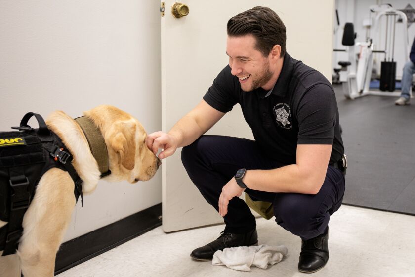 New K-9 Electronics for the Cook County Sheriff's Office Has a Nose for Crime Investigator Daniel Codd, Boone's handler, rubs Boone's nose after he received a device during a demonstration at the Cook County Sheriff's Office in Maywood earlier this month.