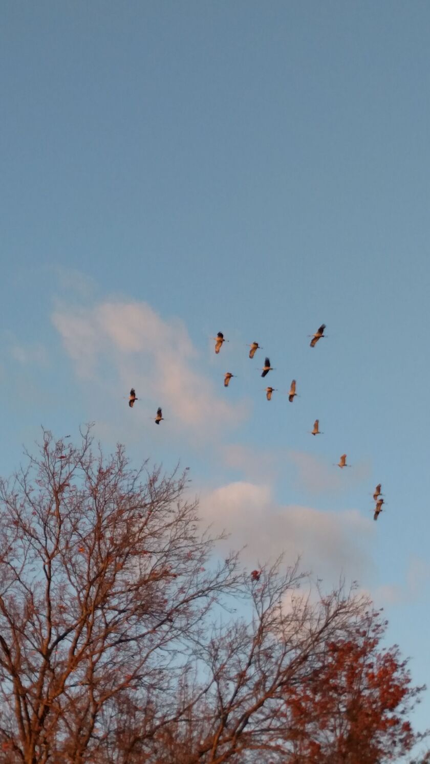 Sandhill cranes arrive overhead at the viewing area at Jasper-Pulaski Fish and Wildlife Area.<br>Credit: Dale Bowman