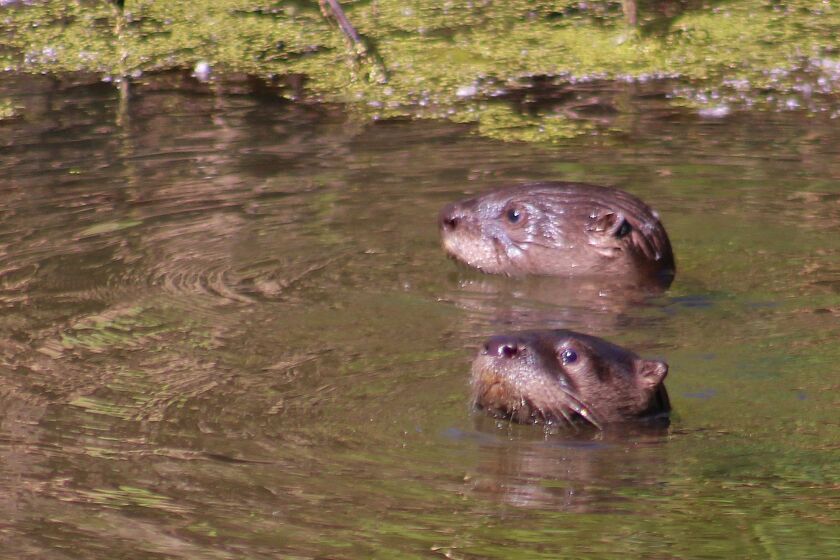 otter2017billpeakkankakee.jpg