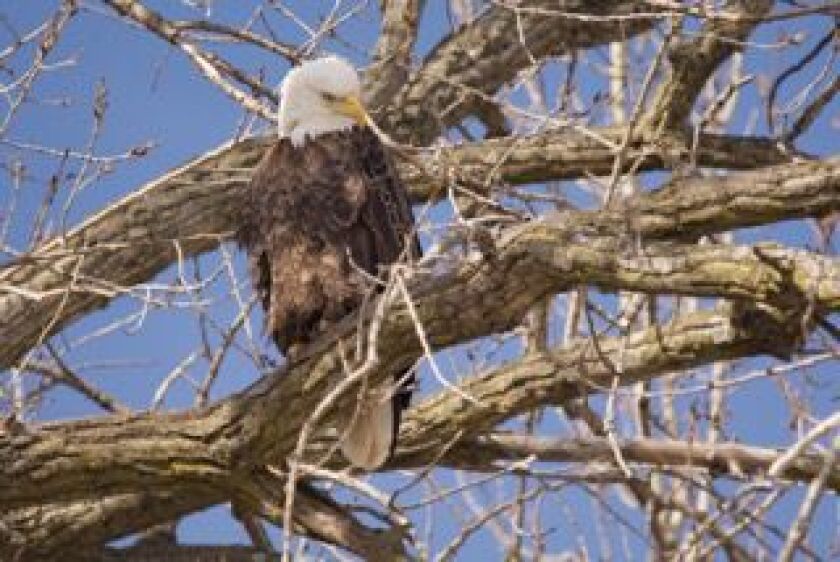 eagle02_13_16IowaJGomez.jpeg
